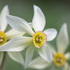 Narzissenblüte im Ausseerland