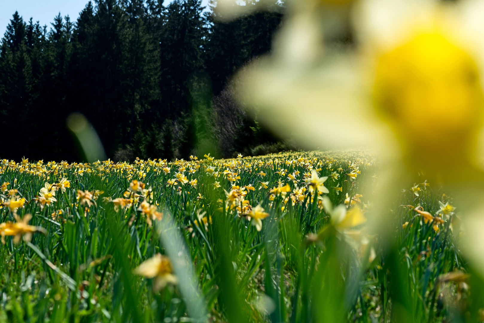 Narzissenblüte im Oleftal