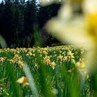 Narzissenblüte im Oleftal