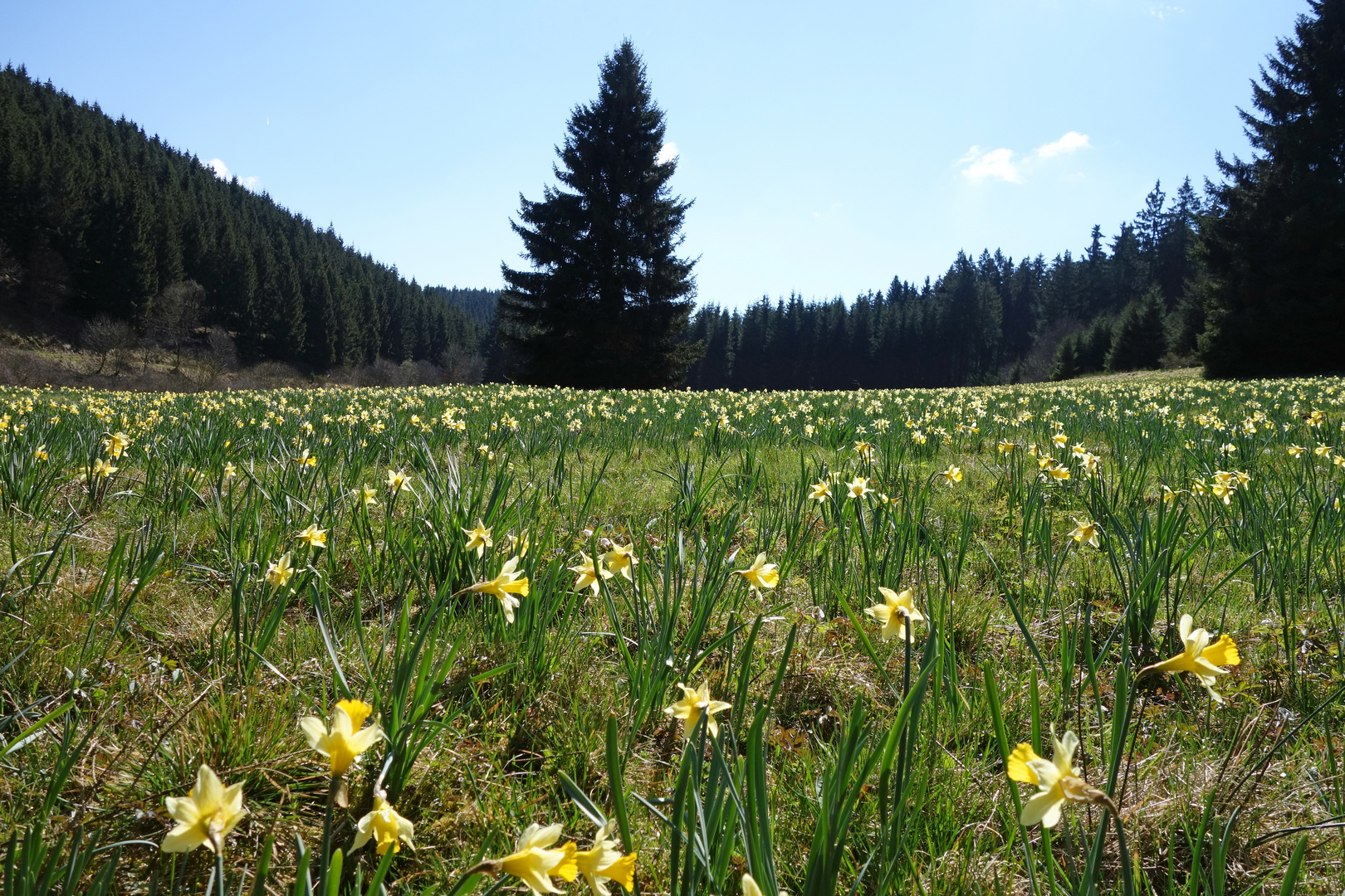 Narzissenblüte im Oleftal