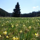 Narzissenblüte im Oleftal