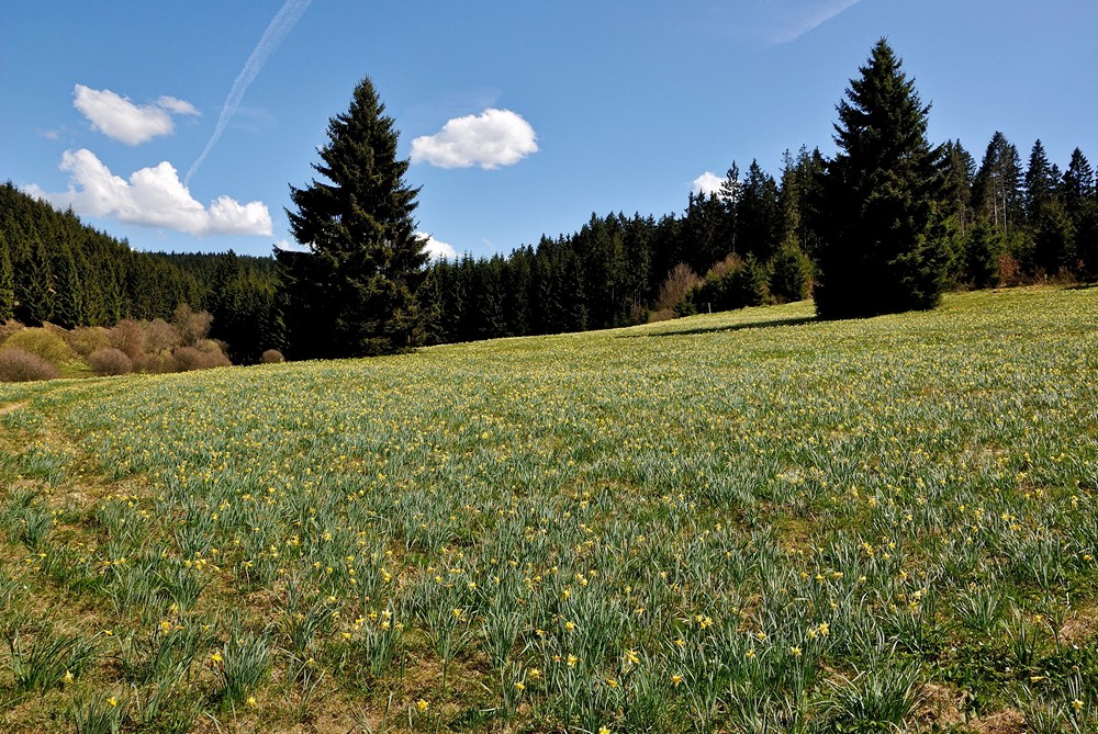 Narzissenblüte im Oleftal ( Eifel )