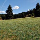 Narzissenblüte im Oleftal ( Eifel )