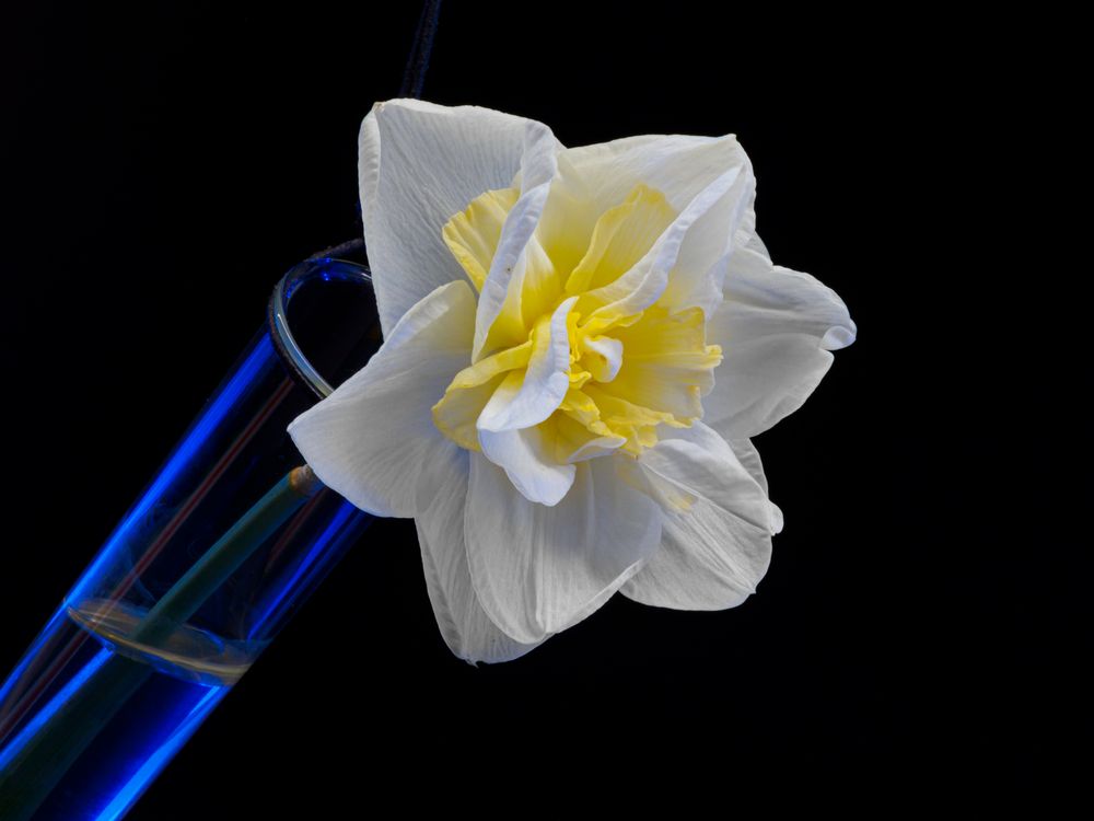 Narzissenblüte im Reagenzglas