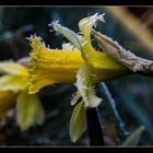 Narzissenblüte in der Eifel