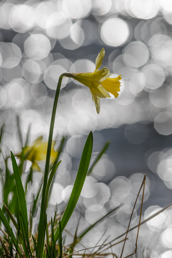 Narzissenblüte in der Eifel