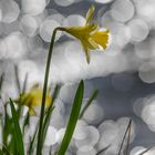 Narzissenblüte in der Eifel