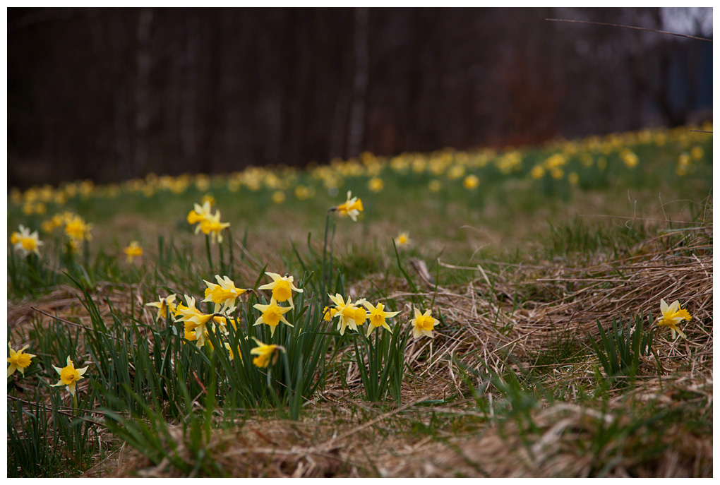 Narzissenblüte in der Eifel