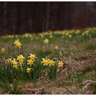 Narzissenblüte in der Eifel