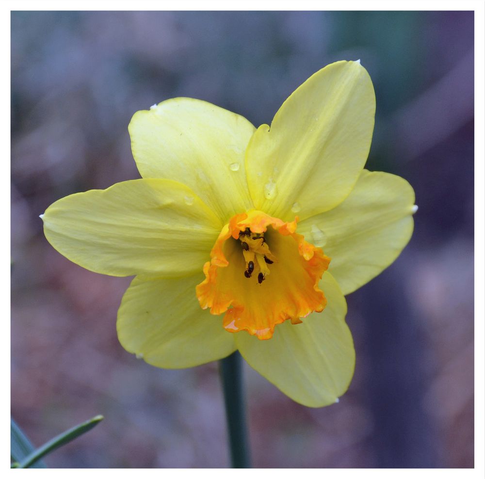 Narzissenblüte mit Käferchen