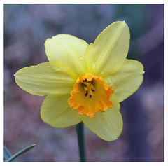 Narzissenblüte mit Käferchen