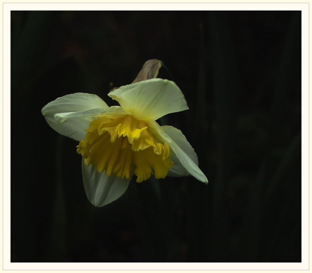 Narzissenblüte. Wünsche eine schöne kurze Woche mit viel Wärme und Sonne !