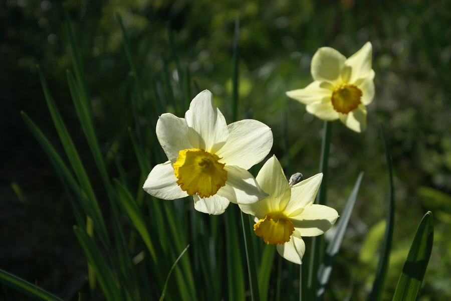 Narzissenblüten