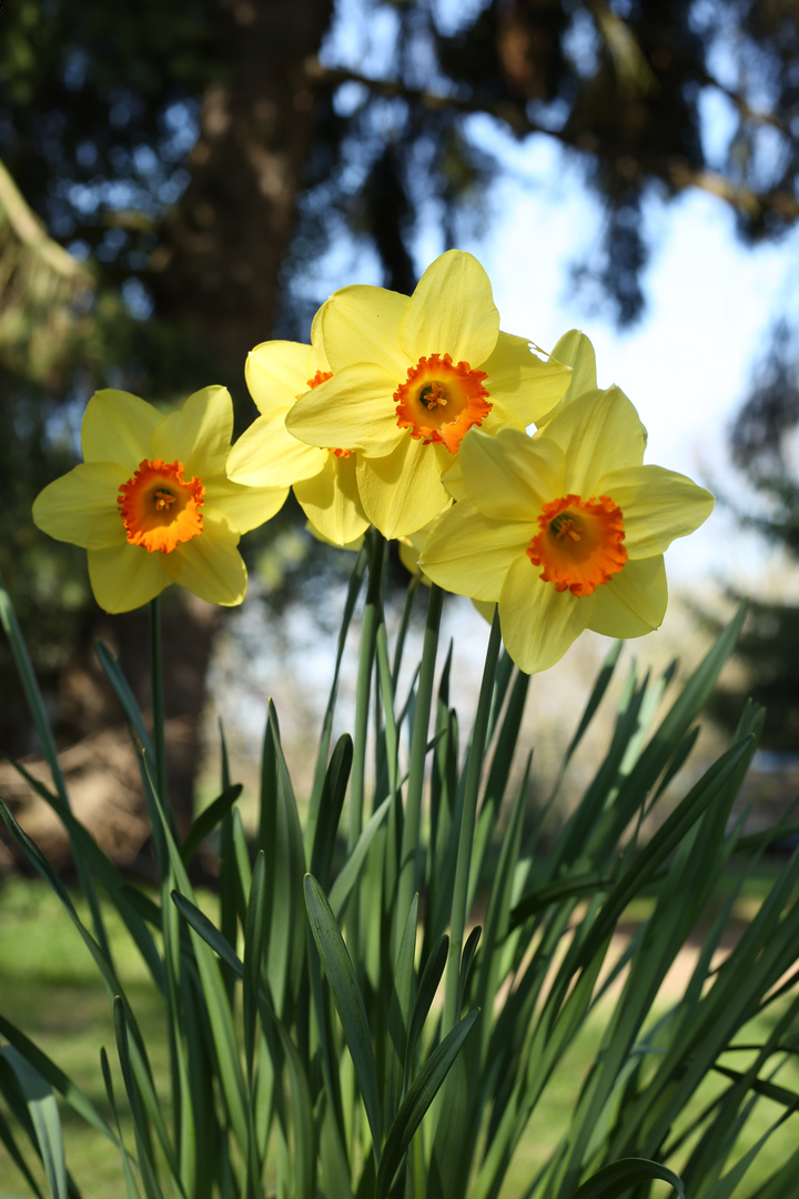 Narzissenblüten