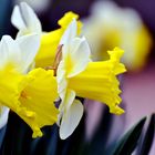 Narzissenblüten im Botanischen Garten