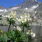 Narzissenblütige Anemone (Anemone narcissiflora)