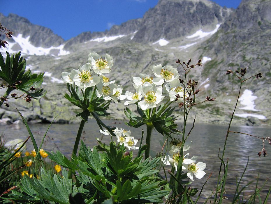 Narzissenblütige Anemone (Anemone narcissiflora)