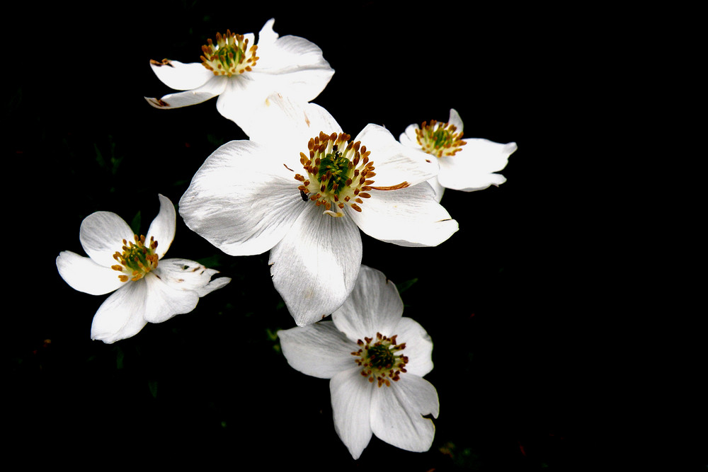 Narzissenblütiges Windröschen ( Anemone narcissiflora)