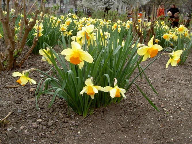 Narzissenfeld im Votivpark (Wien / Schottentor)