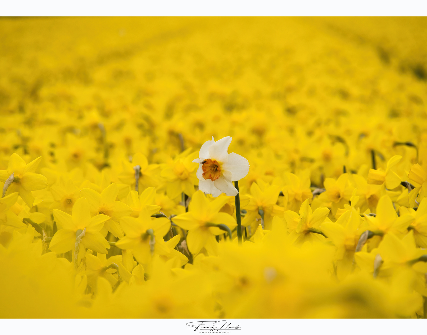 Narzissenfeld in Holland 