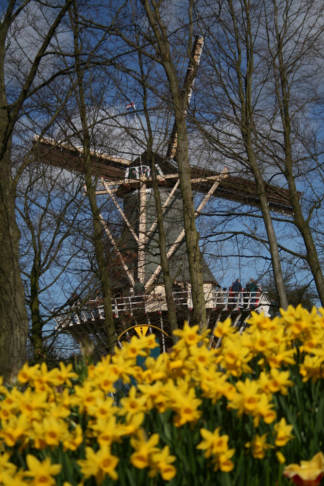 Narzissenfeld mit Windmühle