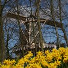 Narzissenfeld mit Windmühle