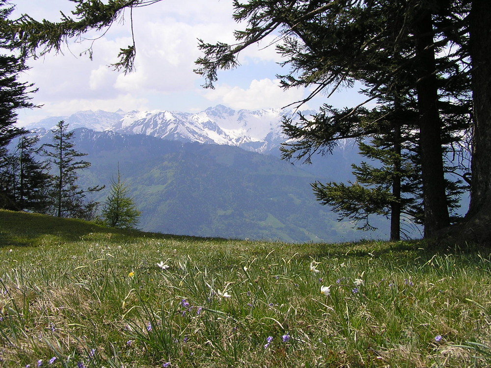 Narzissenfeld oberhalb von Seewis, Graubünden
