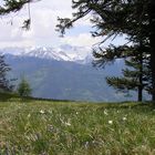 Narzissenfeld oberhalb von Seewis, Graubünden