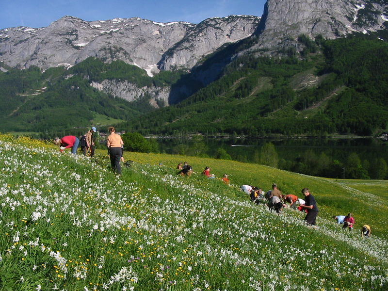 Narzissenfest im Ausseerland