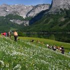 Narzissenfest im Ausseerland