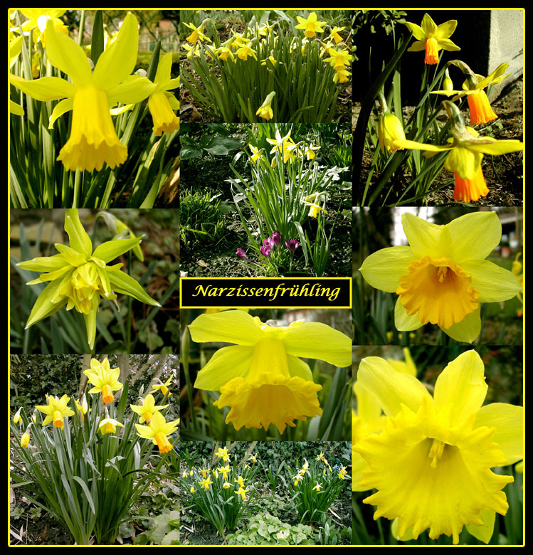 Narzissenfrühling