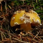 Narzissengelber Wulstling (Amanita gemmata)