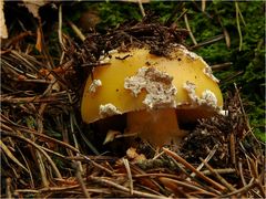 Narzissengelber Wulstling (Amanita gemmata)