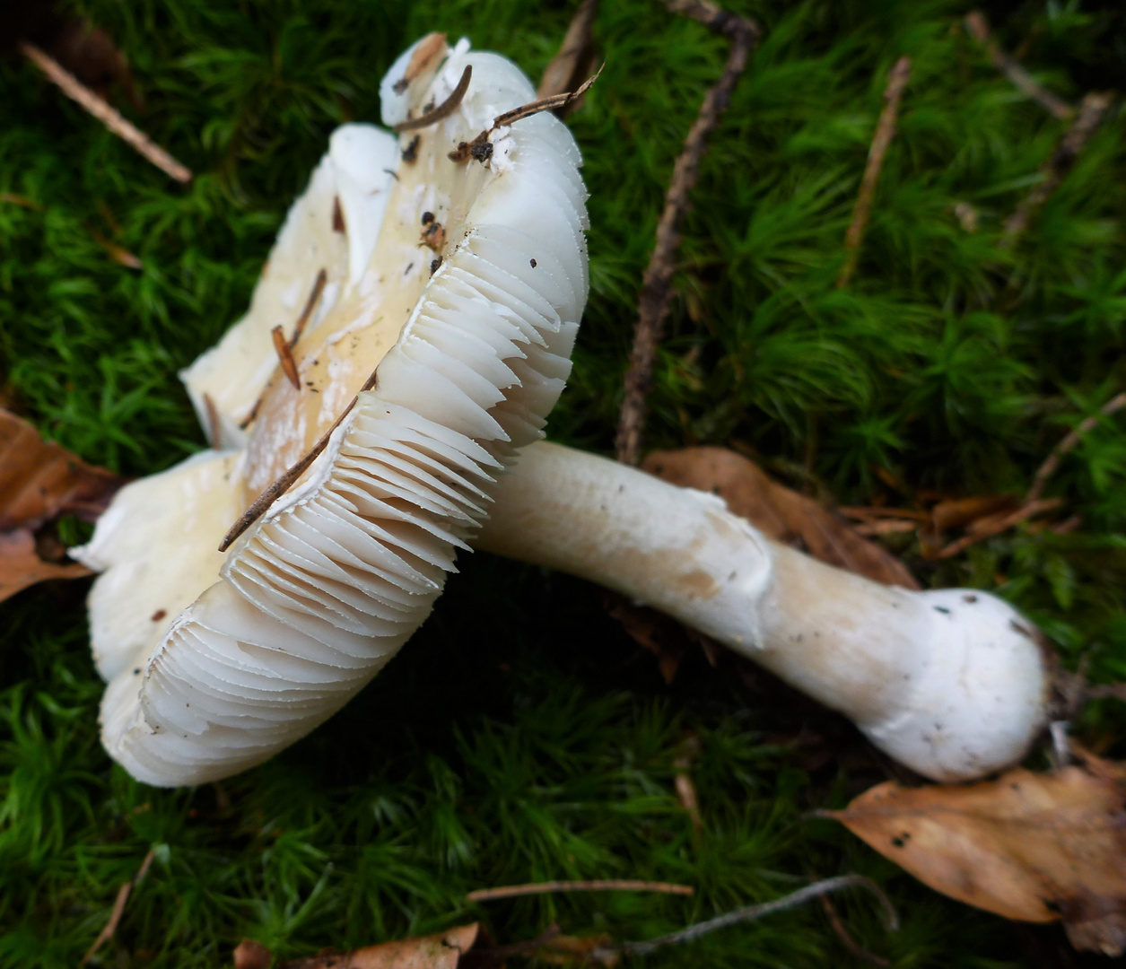 Narzissengelber Wulstling (Amanita gemmata)