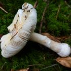 Narzissengelber Wulstling (Amanita gemmata)