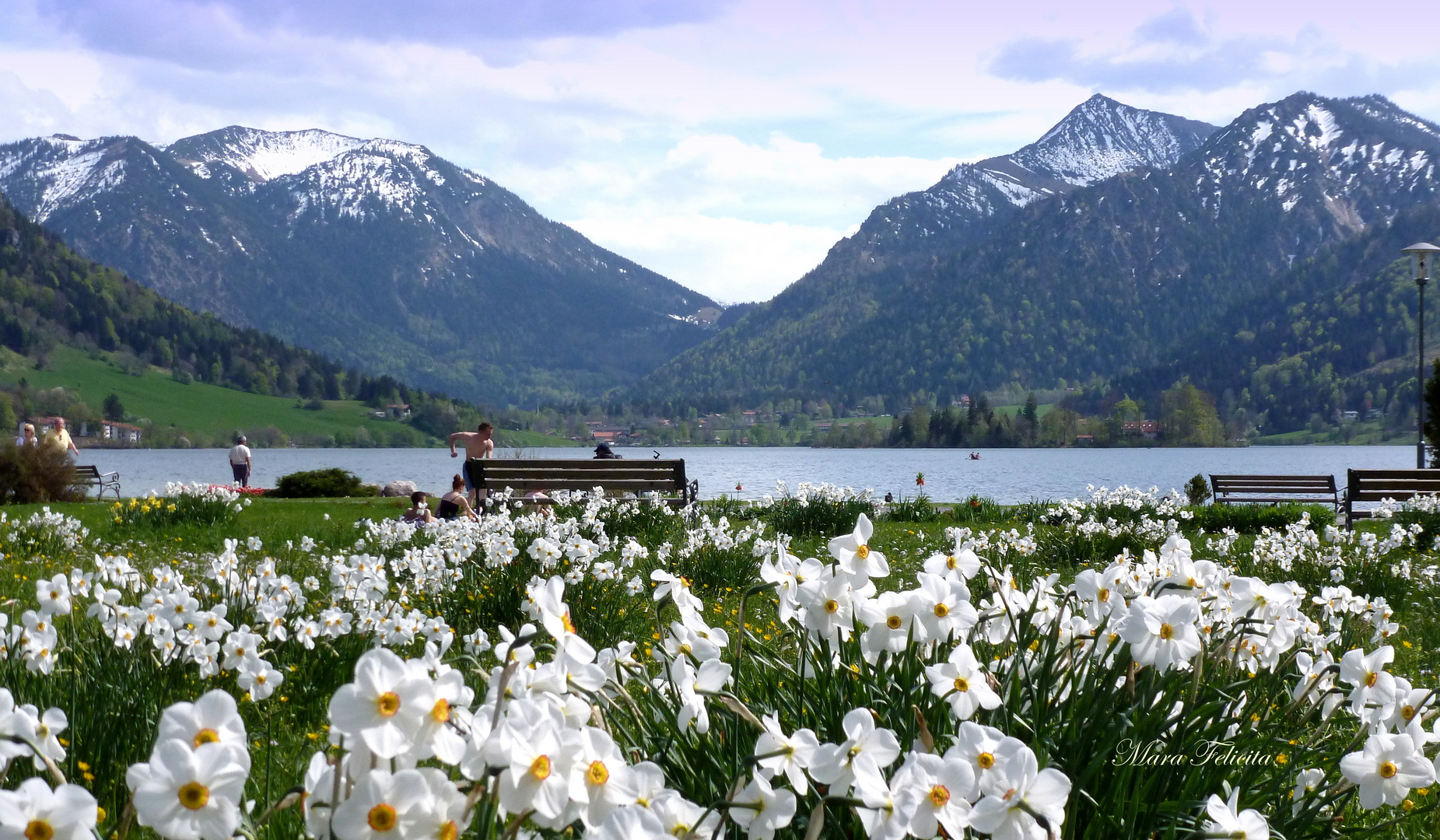 Narzissengrüße vom Schliersee