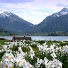 Narzissengrüße vom Schliersee