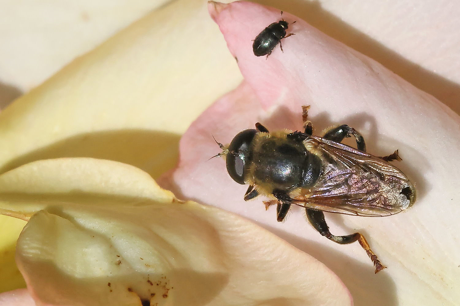 Narzissenschwebfliege
