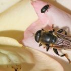 Narzissenschwebfliege