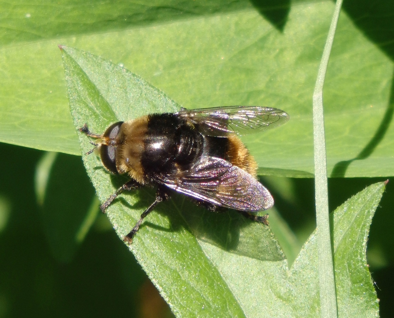 Narzissenschwebfliege (Merodon equestris)