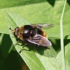 Narzissenschwebfliege (Merodon equestris)