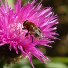 Narzissenschwebfliege (Merodon equestris)