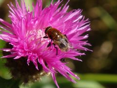 Narzissenschwebfliege (Merodon equestris)