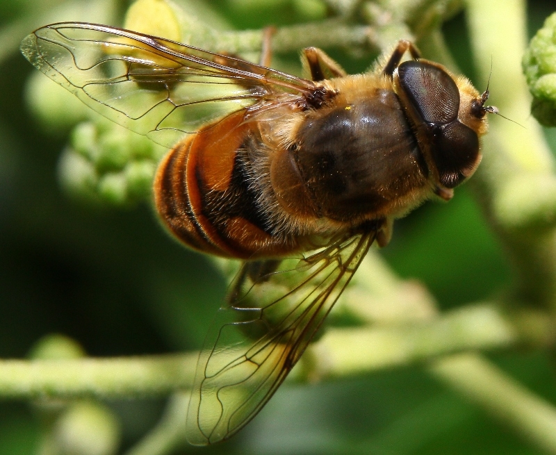 Narzissenschwebfliege (Merodon equestris)