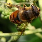 Narzissenschwebfliege (Merodon equestris)