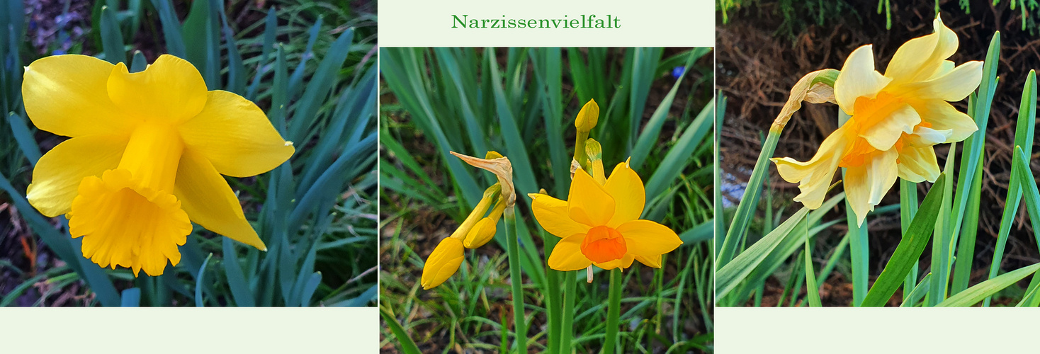 Narzissenvielfalt**