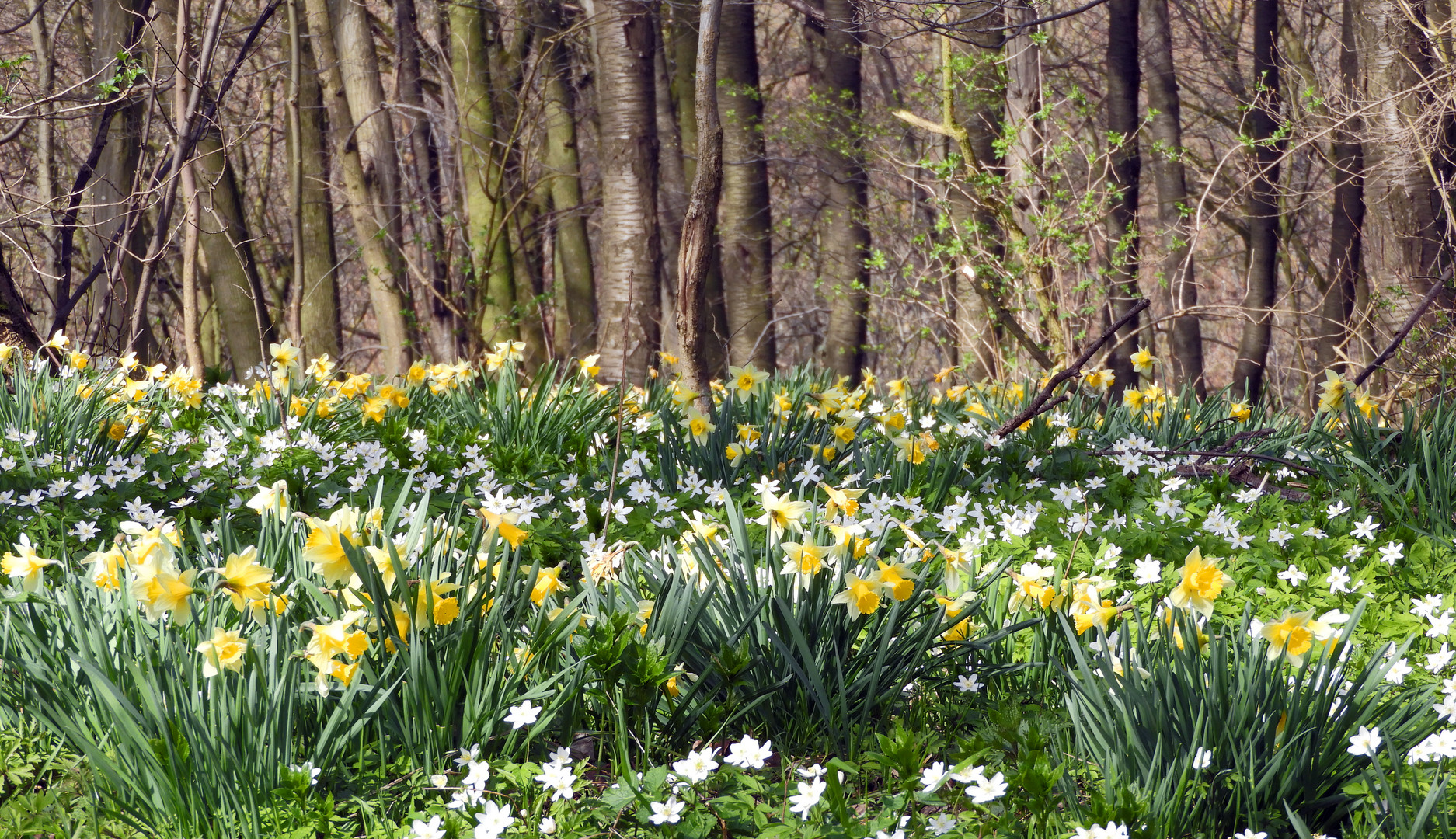 Narzissenwald