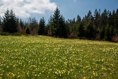 Narzissenwiese bei Hollerath / Eifel