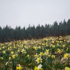 Narzissenwiese in der Eifel