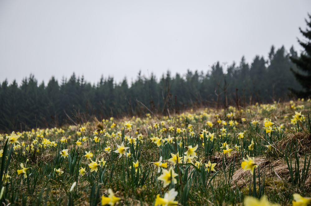 Narzissenwiese in der Eifel